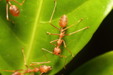 Small red ant working on tree