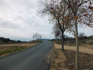 arboles y camino