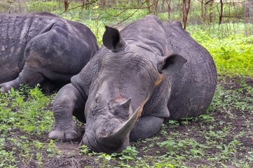 Rhinoc&eacute;ros Noir d'Afrique - R&eacute;serve de Bandia (Img.0577)