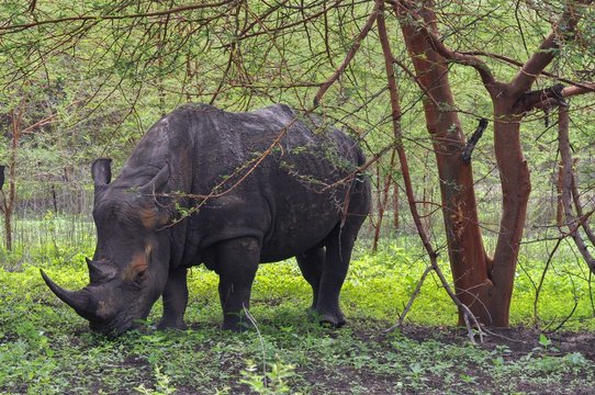 Rhinocéros Noir d'Afrique - Réserve de Bandia (Img.0536)