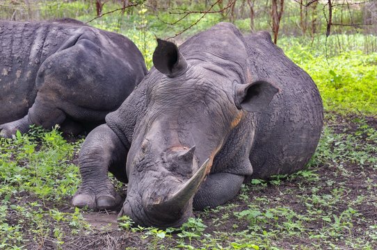 Rhinocéros Noir d'Afrique - Réserve de Bandia (Img.0577)