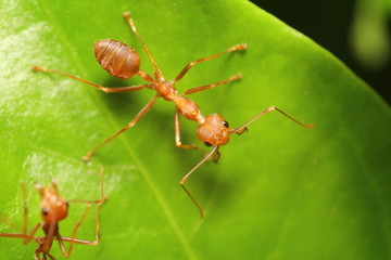 Small red ant working on tree
