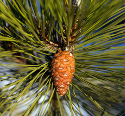 Pine cone