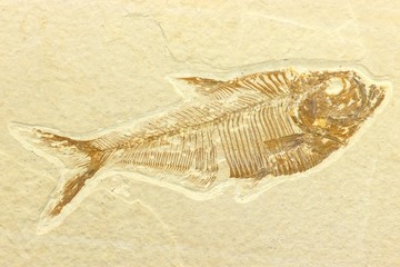 Diplomystus Fischfossil aus der Green-River-Formation/ USA