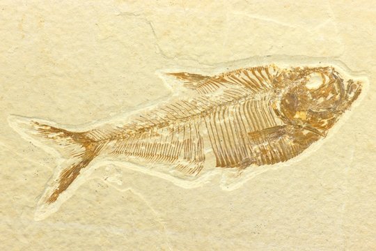 Diplomystus Fischfossil aus der Green-River-Formation/ USA