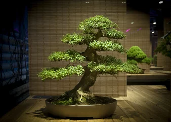 Keuken foto achterwand Bonsai bonsai