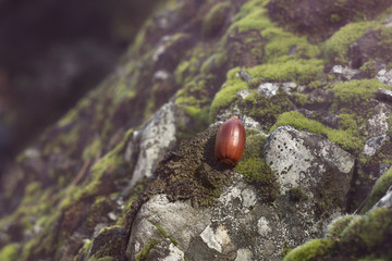 Acorn