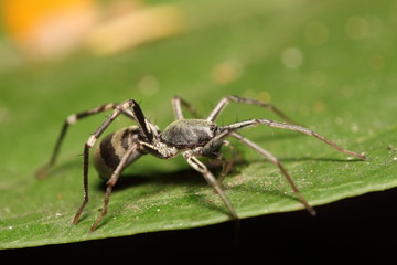 Small jump spider