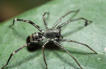 Small jump spider