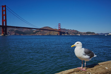 San Francisco, Golden Gate Bridge 08