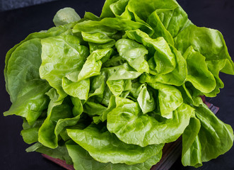 Fresh green lettuce salad on  black table