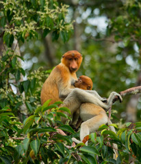 Naklejka premium Family of proboscis monkeys sitting in a tree in the jungle. Indonesia. The island of Borneo (Kalimantan). An excellent illustration.