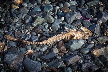 Dead Cod Fish Skeleton 