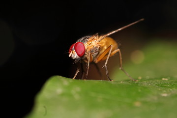 Fly insect