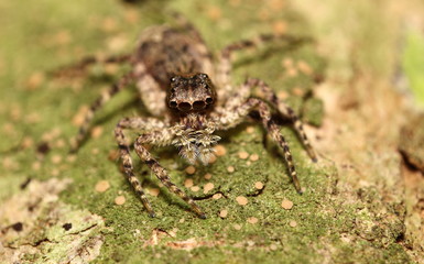 Small jump spider