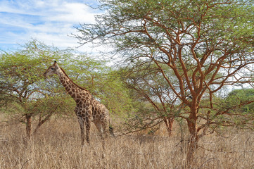 Girafe - Réserve de Bandia (Img.5307)