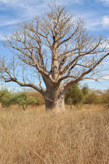 Baobab - Réserve de BANDIA