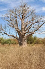 Garden poster Baobab Baobab - Réserve de BANDIA