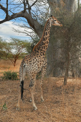 Girafe - Réserve de Bandia (Img.5312)