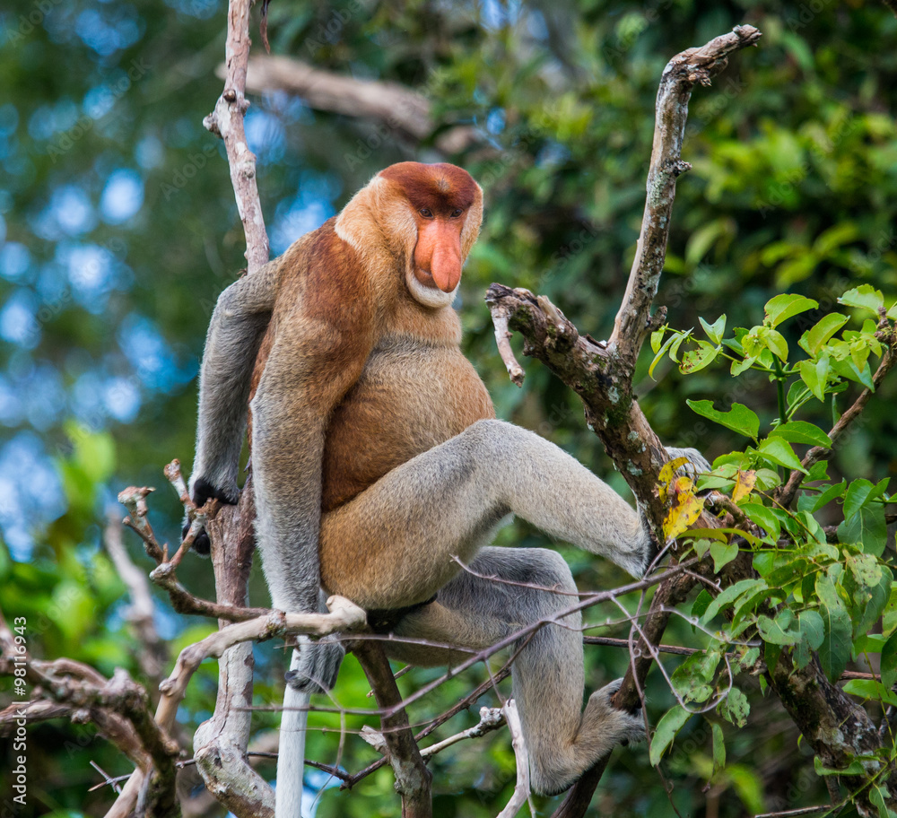 Poster the proboscis monkey is siting on a tree in the jungle. indonesia. the island of borneo (kalimantan)