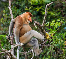 The proboscis monkey is siting on a tree in the jungle. Indonesia. The island of Borneo (Kalimantan). An excellent illustration.