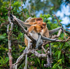 Naklejka premium Family of proboscis monkeys sitting in a tree in the jungle. Indonesia. The island of Borneo (Kalimantan). An excellent illustration.
