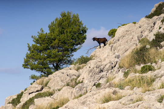 typical goat in formentor, sierra de tramuntana in majorca