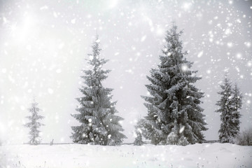 Christmas background with snowy fir trees