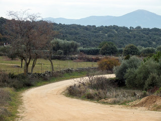arboles y camino