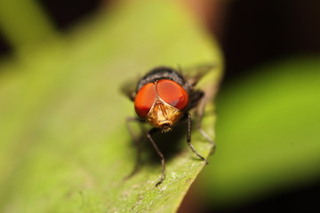 Fly insect