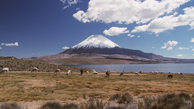 Llamas and guanaco graze at the bank of the Chungara lake with Parinacota volcano at the background in Lauca National Park, Chile.