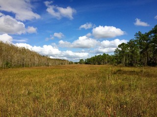 Fototapeta na wymiar Corkscrew Swamp Sanctuary