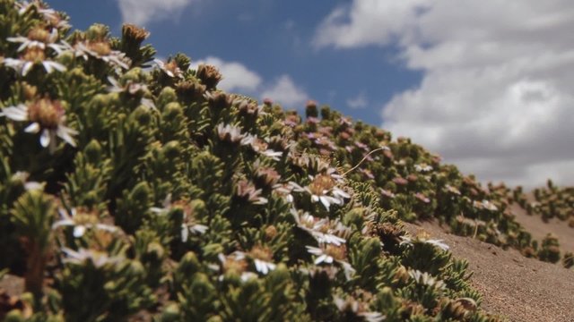 View to the Andean flowers with the blue sky and clouds at the background in Lauca National Park, Chile. 