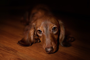 Dachshund dog looks at camera