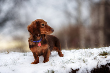 funny dog dachshund  jumps up