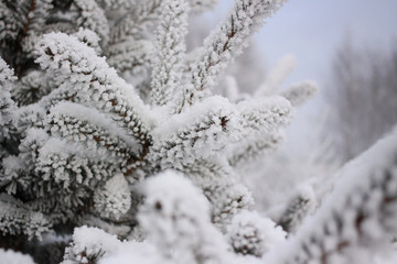 Winter background. A coniferous tree in hoarfrost and snow
