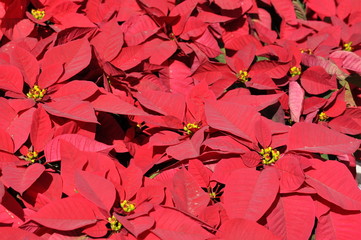 Closeup on flowering poinsettia plants Euphorbia pulcherrima