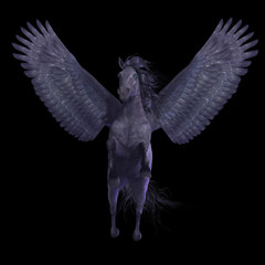 Black Pegasus on Black - Pegasus is a divine mythical creature that has the form of a winged stallion horse.