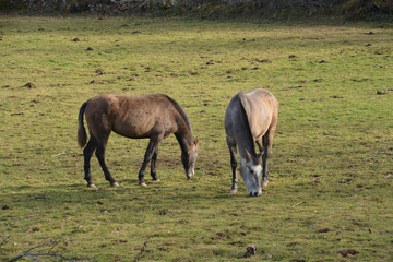 Obraz na płótnie Canvas caballos pastando en un prado verde