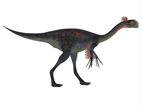 Gigantoraptor on White - Gigantoraptor was a theropod dinosaur that lived in Inner Mongolia, China in the Cretaceous Period.