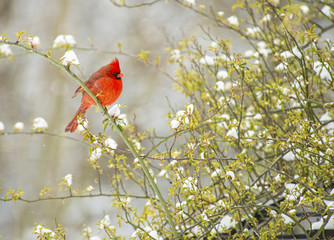 Single redbird sitting on a green limb in the snow.