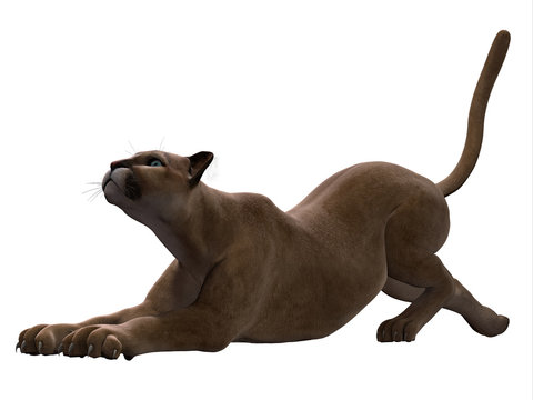 Puma Stretching - The Puma Also Called A Cougar Or Mountain Lion Is An Ambush Predator And Pursues A Wide Variety Of Prey.