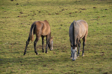 caballos pastando en un prado verde