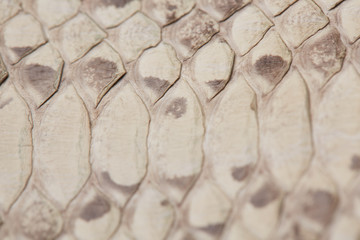 python skin texture