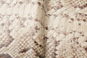 python skin texture