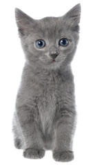 Small gray shorthair kitten sitting isolated