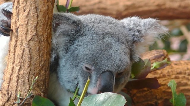 Un koala mangeant des feuilles d'eucalyptus
