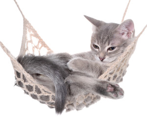 Naklejka na ściany i meble Cute striated kitten sleeping in hammock