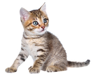Shorthair brindled kitten