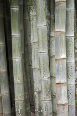 Giant bamboo, the highest grass